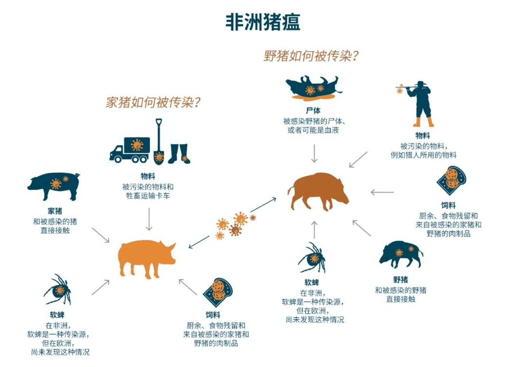 优默(杭州)生物丨非洲猪瘟的传播途径及防控办法